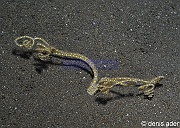 Amphiura sp-Komodo Bontoh-7m-20160803nuit-Denis-ADER-DSC_9569_tn
